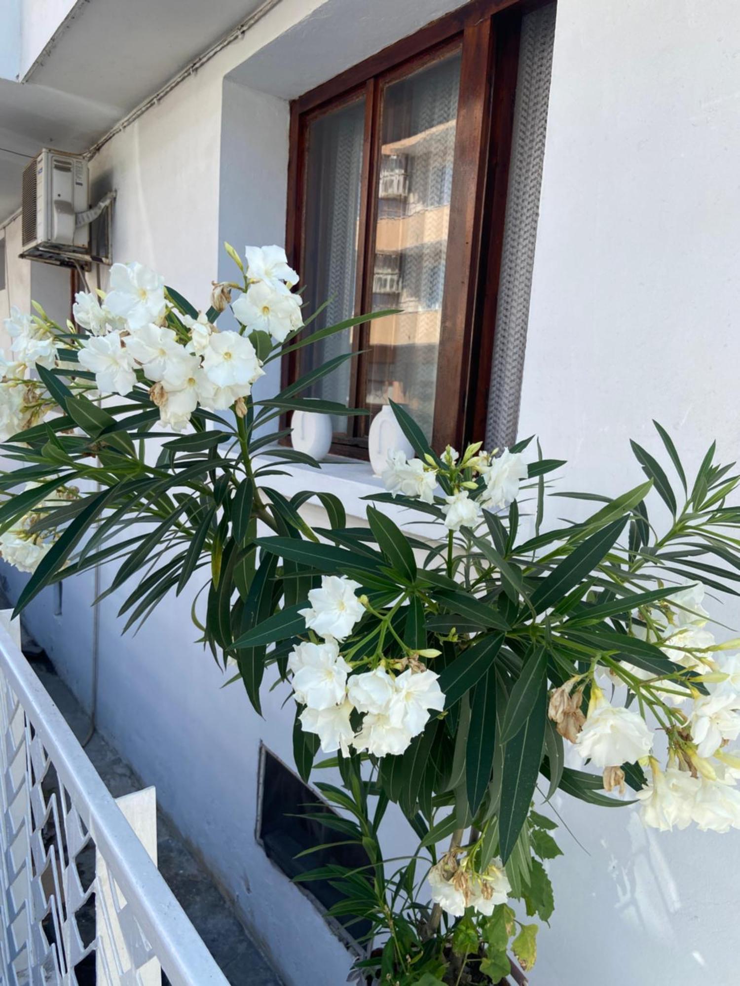 Guest House Hei Taka Σωζόπολη Εξωτερικό φωτογραφία
